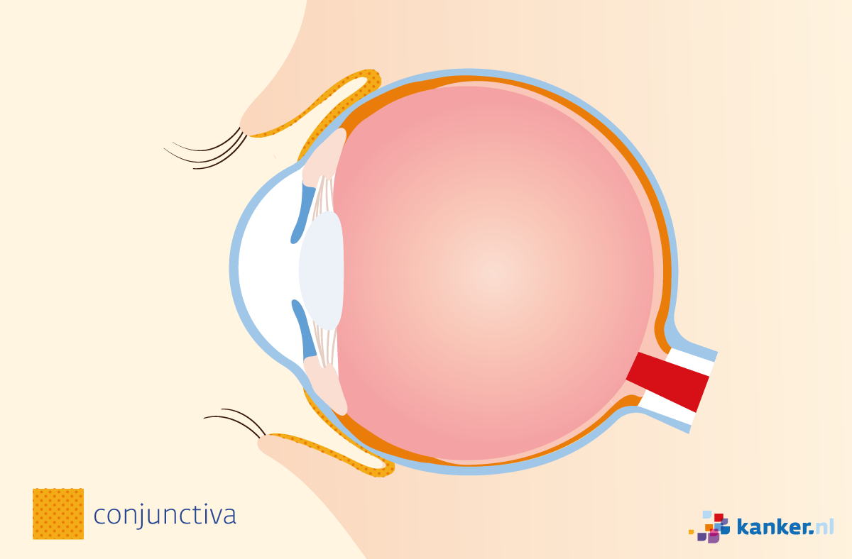 afbeelding van het oogslijmvlies 