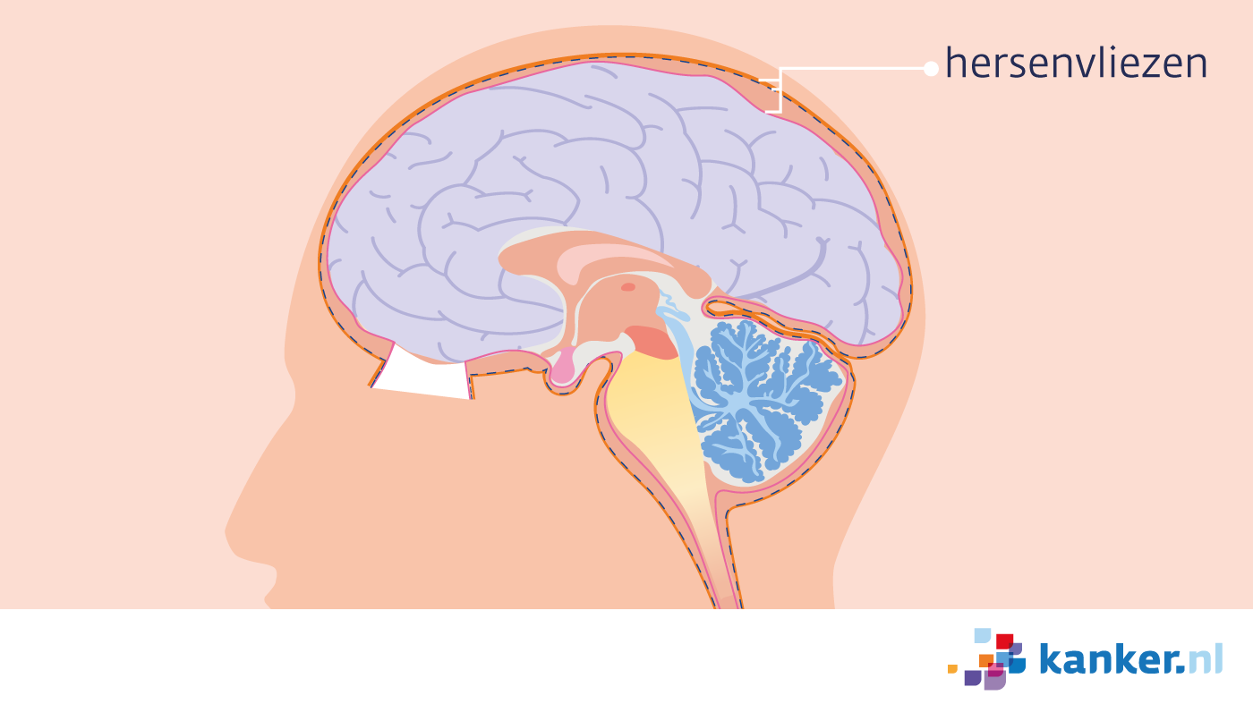 hersenvliezen