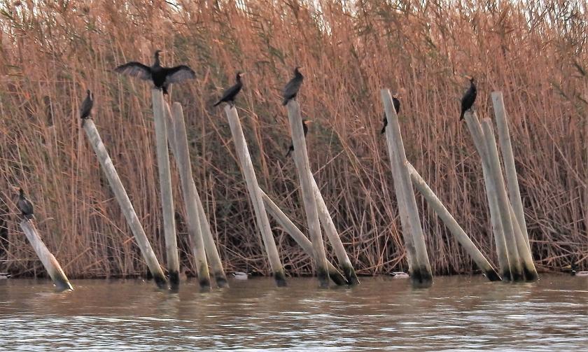 gevangen in het riet