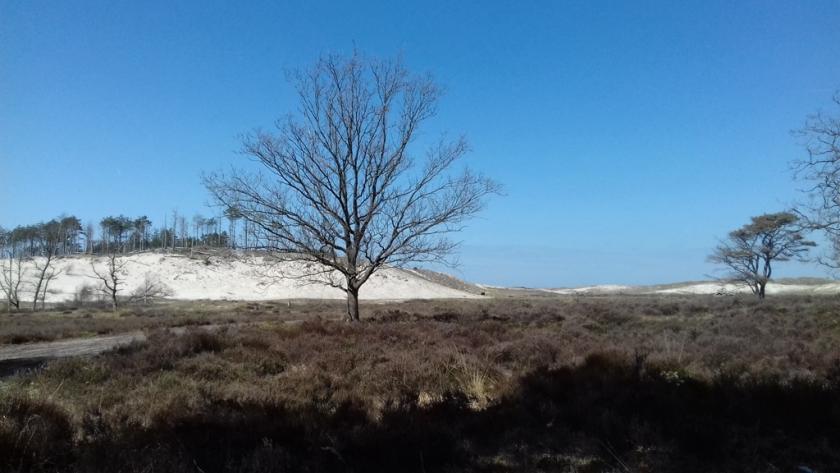 Schoorlse Duinen