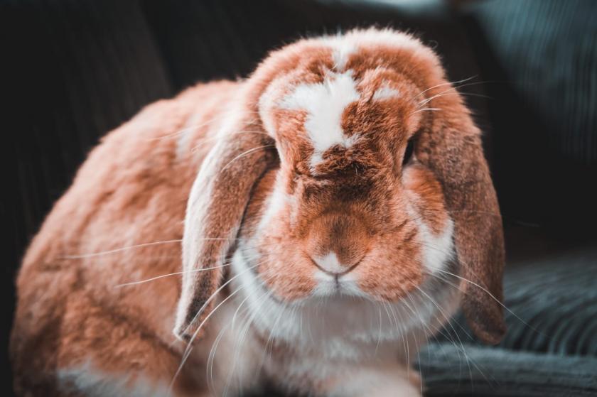 Klein lief rood konijntje🐇