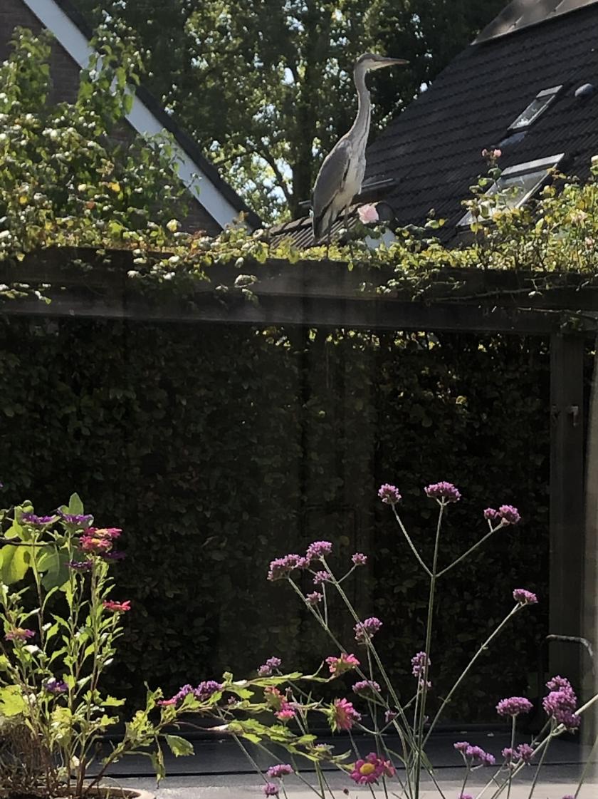 Een reiger tussen de rozen