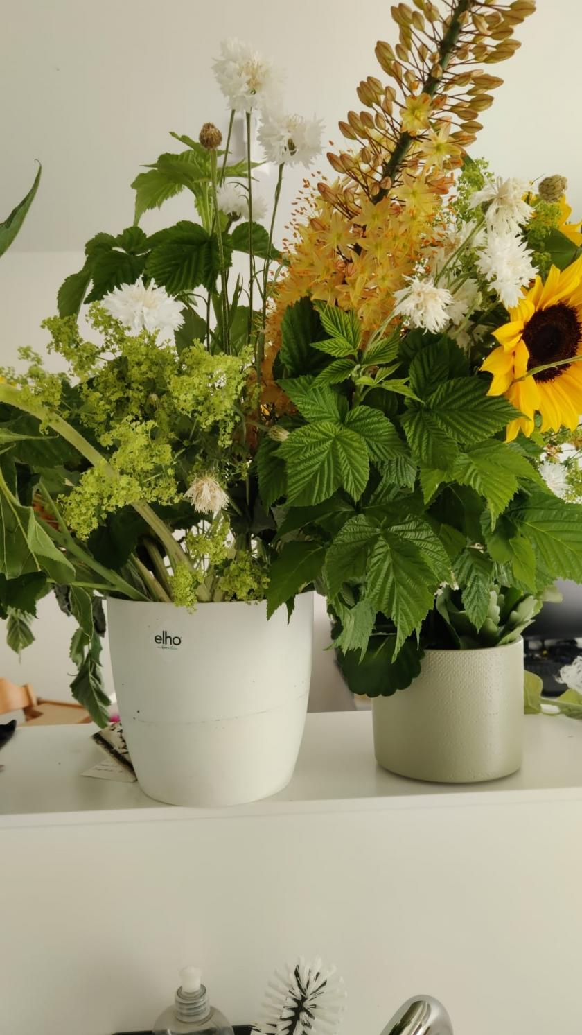 Zonnebloemen zijn de lievelingsbloemen van mijn mama