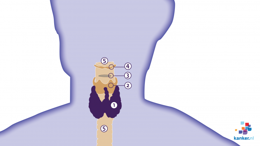 Schildklier in de hals
